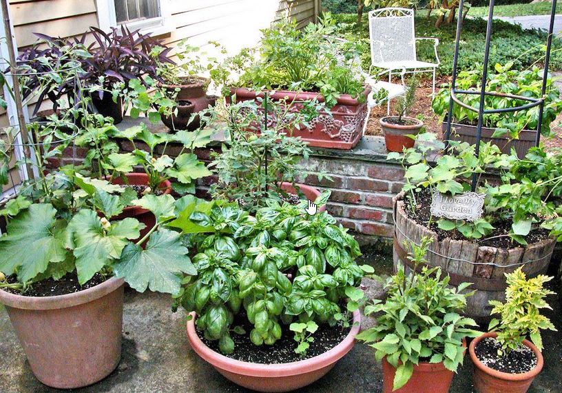 images/ContainerGarden01.jpg