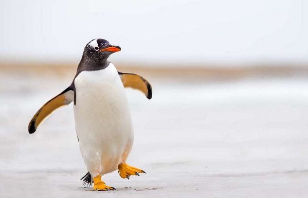 images/DancingPenguin.jpg